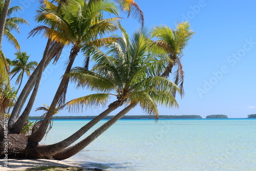 Fototapeta palm trees on the beach in a Tahitian atoll from French Polynesia