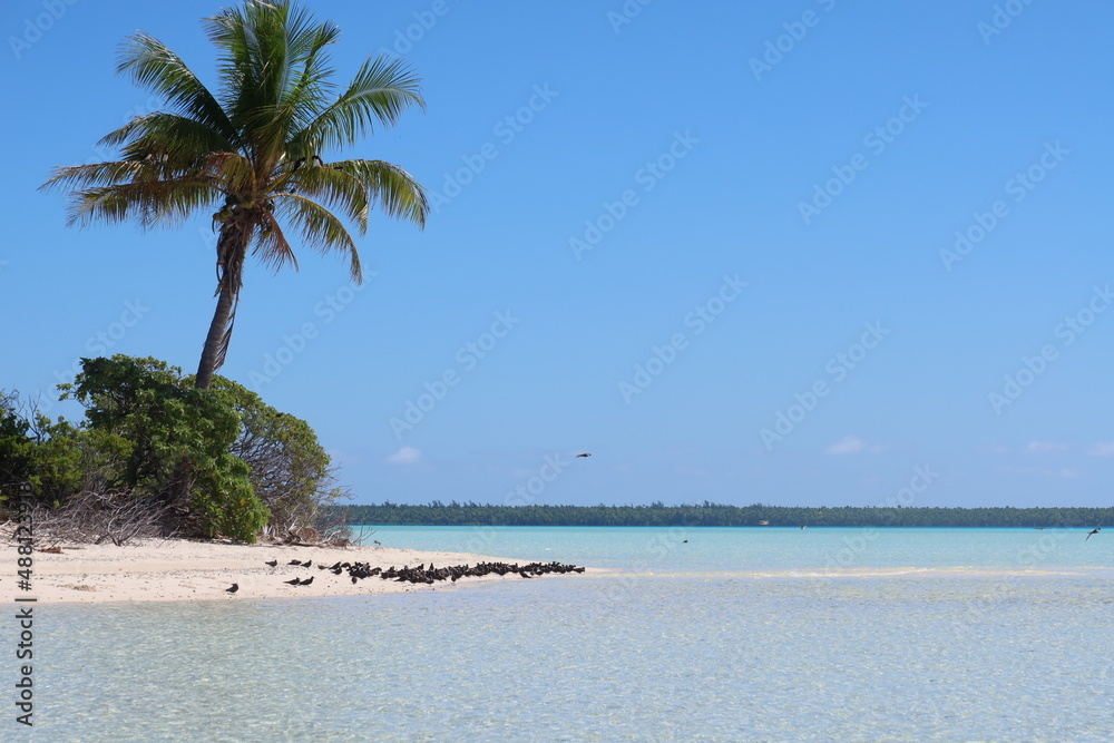Fototapeta premium palm trees on the beach in a Tahitian island from French Polynesia