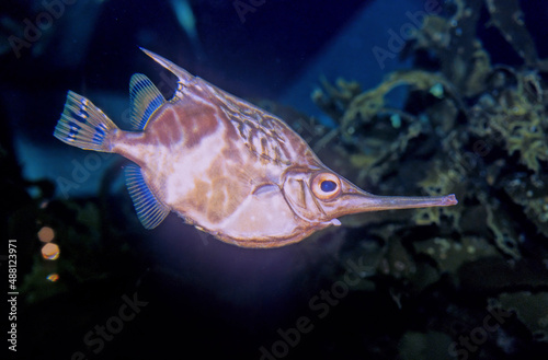 Crested bellowsfish