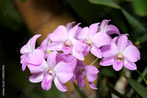 Inflorescence of large violet orchid flowers in a greenhouse