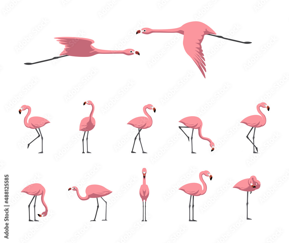 Fototapeta premium Pink Flamingo Walking Flying Various Poses Cartoon Cute Vector Illustration