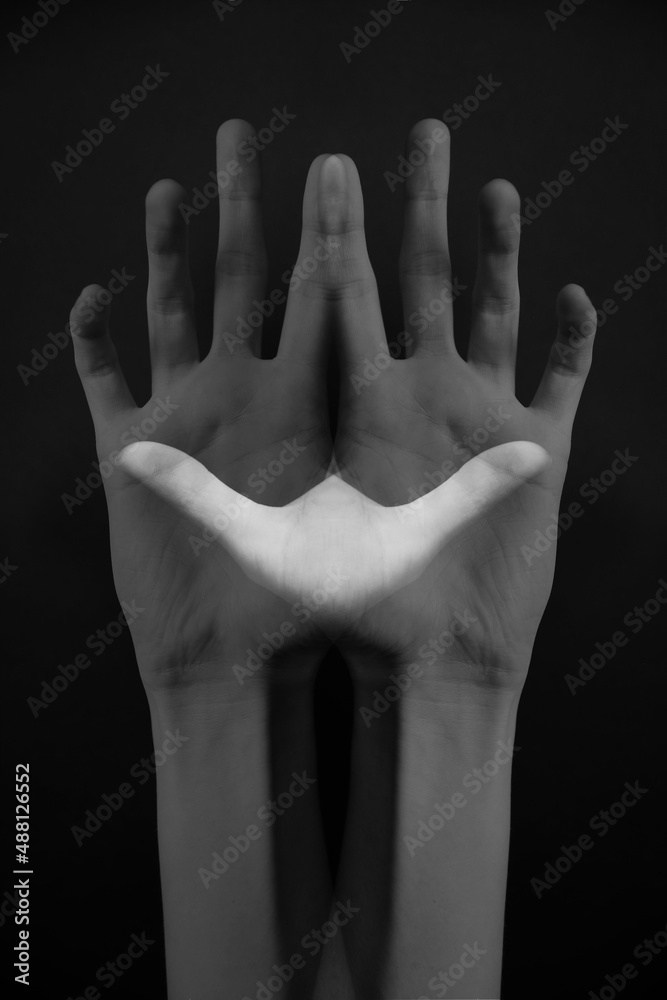 Fototapeta premium Refined and elegant hands of a dancer, dancing with body parts, black and white portrait of the performer's hands on a dark background