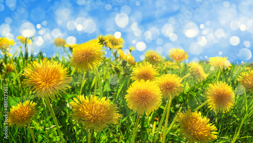 Yellow dandelions on a green field. Close-up of yellow spring flowers in the meadow