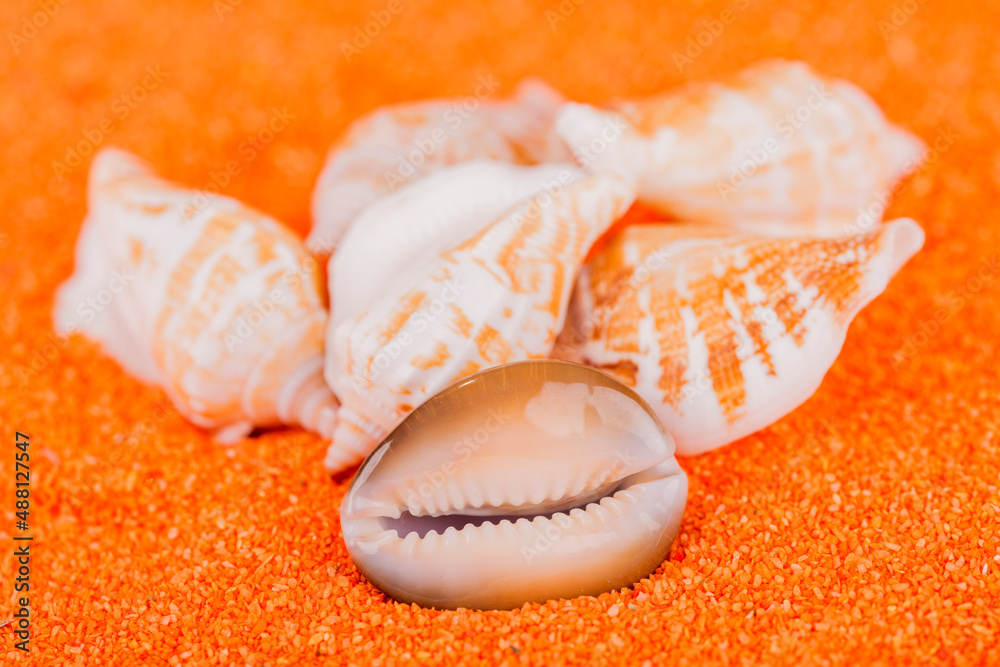 Muscheln auf orangen Sand
