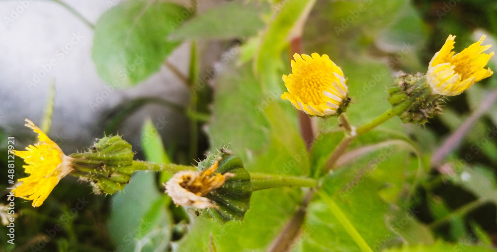 bee on flower bee on flower