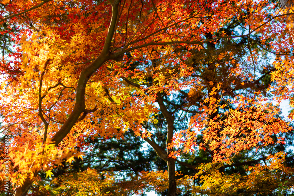 秋の京都・毘沙門堂で見た、太陽の光を浴びてオレンジ色に輝く紅葉
