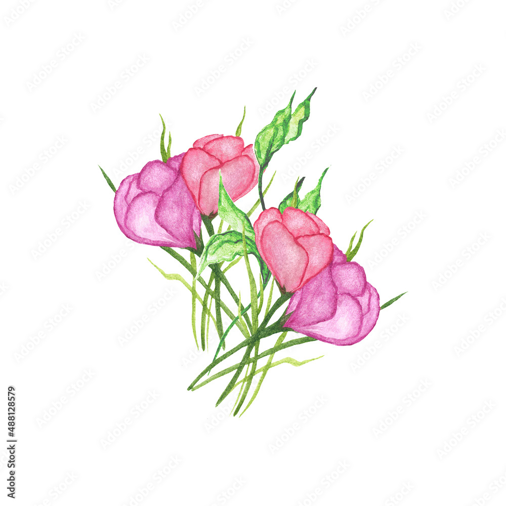 Fototapeta premium Pink crocuses in green grass isolated on white background. Primroses. Spring watercolor illustration. For advertising, postcards, invitations, stickers.