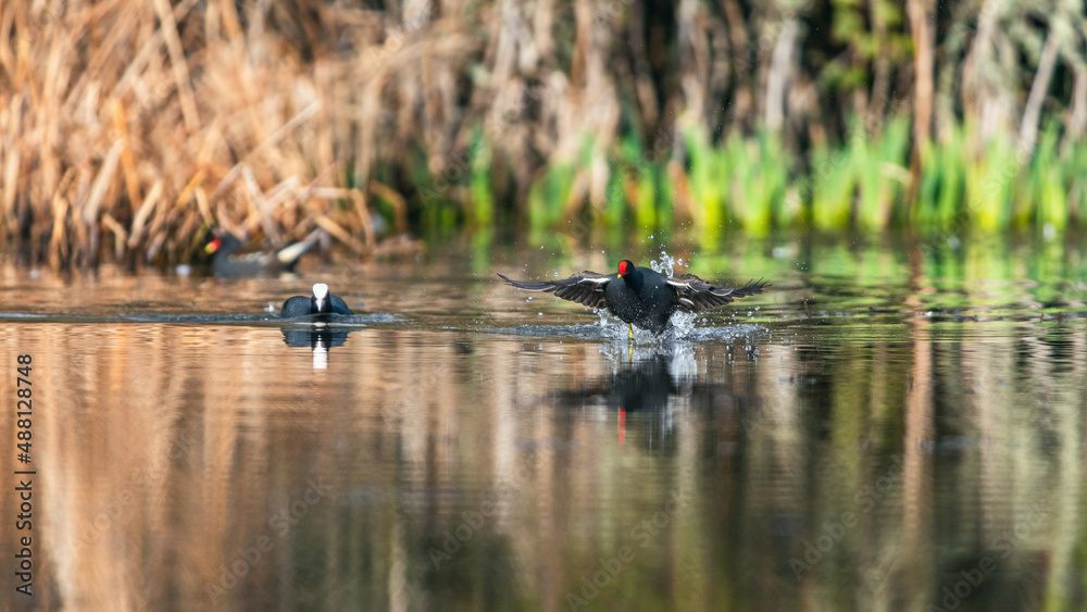 Eurasian Coot, Fulica atra and Moorhen, Gallinula chloropus - fighting and runing on the water Eurasian Coot, Fulica atra and Moorhen, Gallinula chloropus - fighting and runing on the water