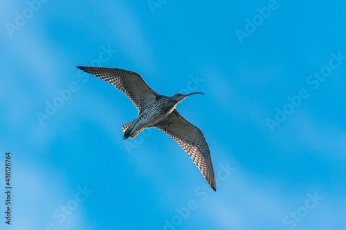 Eurasian Curlew or Common Curlew  Numenius arquata in a flight on blue sky
