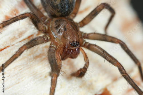 Detail of the head of a Tegenaria spider