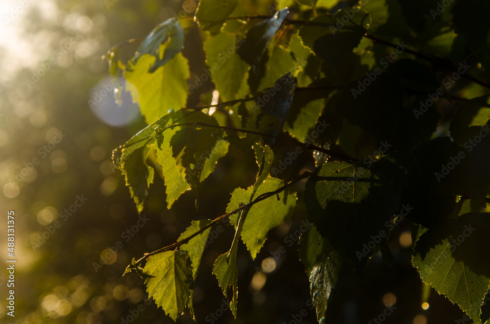 Stenska nalepka A warm summer morning. juicy green birch leaf.