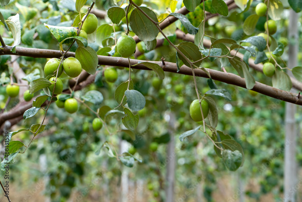 Jujube trees in fruit plantations Jujube trees in fruit plantations