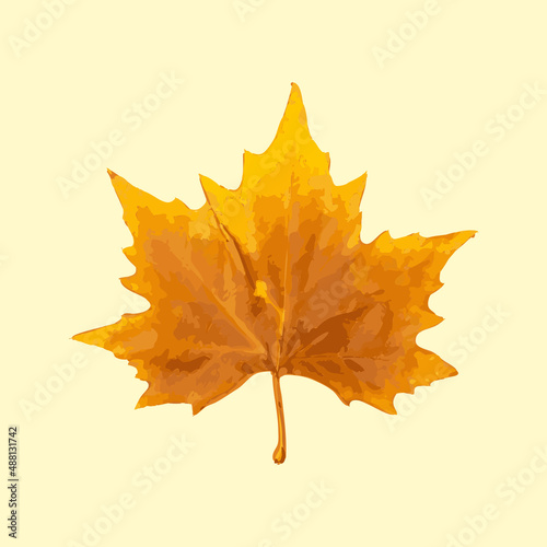 Sycamore Autumn Leaf Isolated