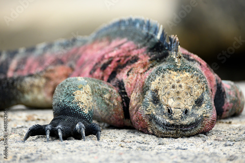 Galapagos iguana