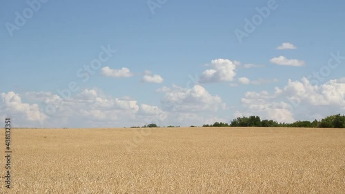 Golden ears of wheat close up on a background