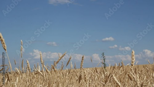 Golden ears of wheat close up on a background