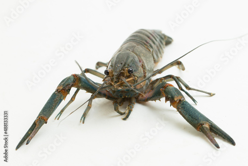 Freshwater crayfish Procambarus clarkii isolated on white background 