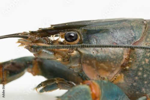 Freshwater crayfish Procambarus clarkii isolated on white background 