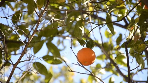 Lone fresh mandarin on the tree branches around blue sky in the background green leaves it's a windy day and you see the movement amazing nature is everywhere environment eco-friendly farming fruit