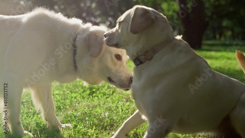 Two adorable cute dogs meet in park. Curios pets sniff each other making friends photo
