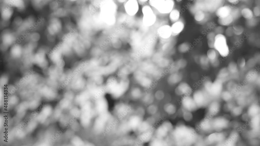4k stock video footage of natural sun shadows and silhouettes from green shiny leaves of trees isolated on white sky background. Overlay soft effect. Natural lighting and organic black and white bokeh