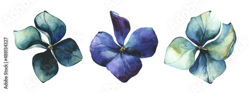  Watercolor painted set of blue and emerald flowers of hydrangea. Vector traced floral collection isolated.