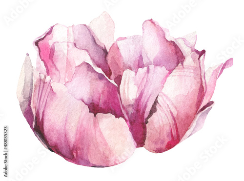  Watercolor painted pink peony flower. Vector traced floral isolated illustration.
