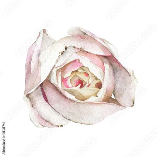 Watercolor painted light pink rose flower. Vector traced floral isolated illustration.