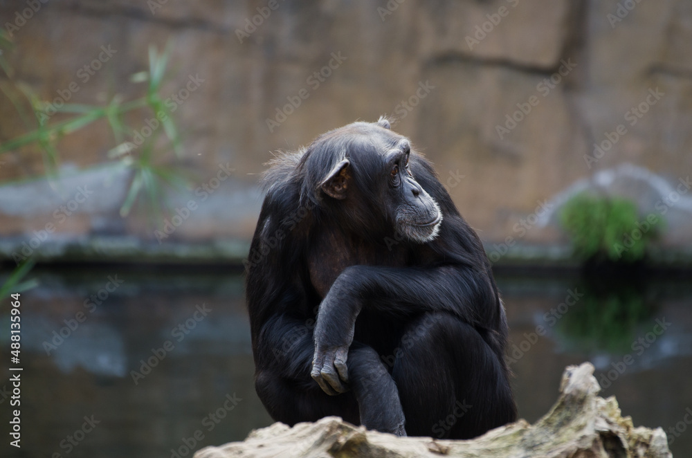 chimpanzee sitting and watching the horizon. chimpanzee sitting and watching the horizon.