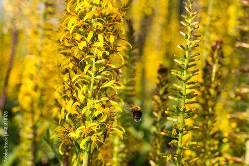 Yellow flowers of Ligularia przewalskii. Yellow flowers full frame background.