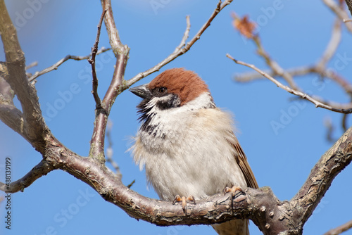 Eurasian tree sparrow perched on branch © pheeby