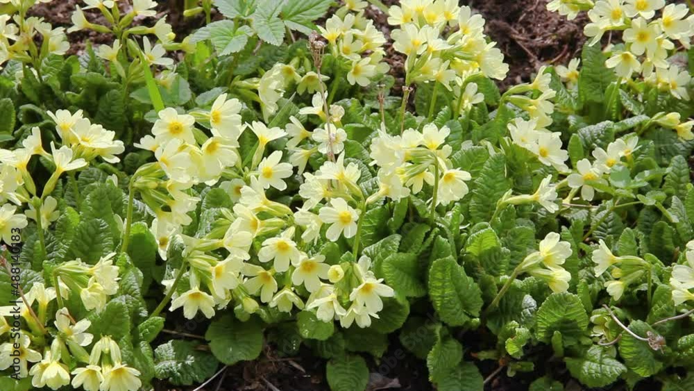 Easter concept. Primrose Primula with yellow flowers in flowerbed in spring time. Inspirational natural floral spring or summer blooming garden or park. Hello spring