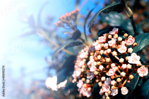 flowers, Spring blossom close-up, macro