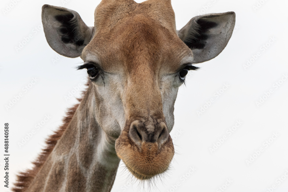 Obraz premium Southern giraffe