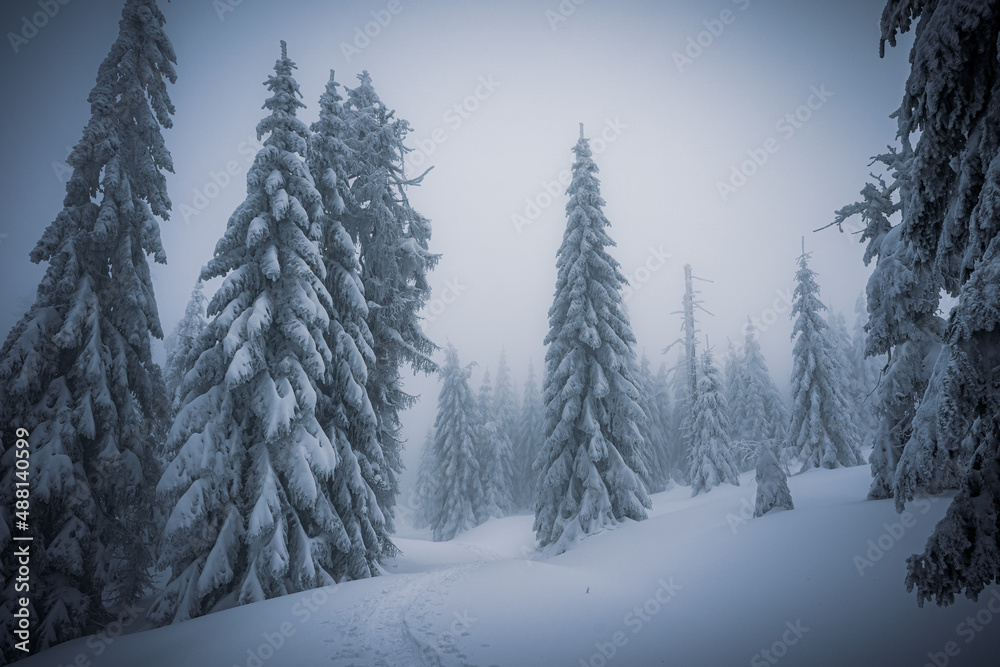 Fog and snow in winter with abstract snow on the border of Germany with the Czech Republic, Bavarian Forest - Sumava National Park. High quality photo