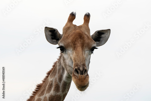 Fototapeta Naklejka Na Ścianę i Meble -  Southern giraffe