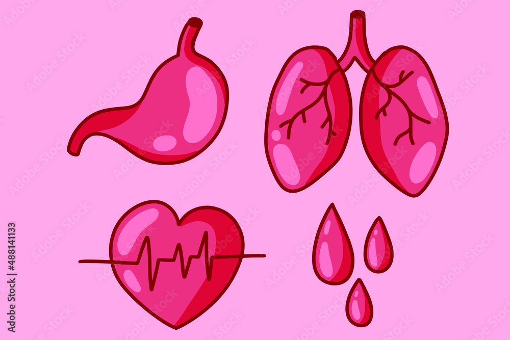 Set Organs bloods heart lungs stomach illustration