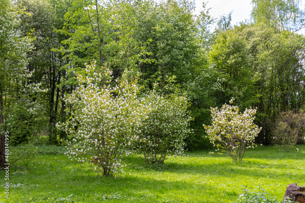 Flowering trees in the park during spring. Flowering trees in the park during spring.