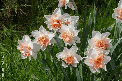 Photo of the Flower of Poet`s Narcissi or Pheasant`s Eye Narcissus Poeticus