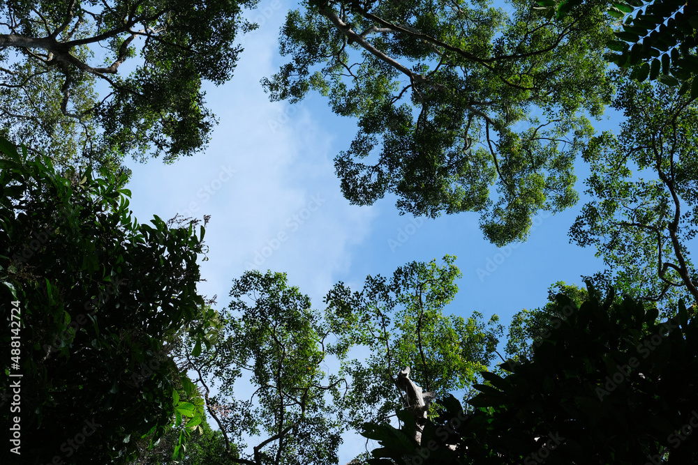 Forest trees from the land below.