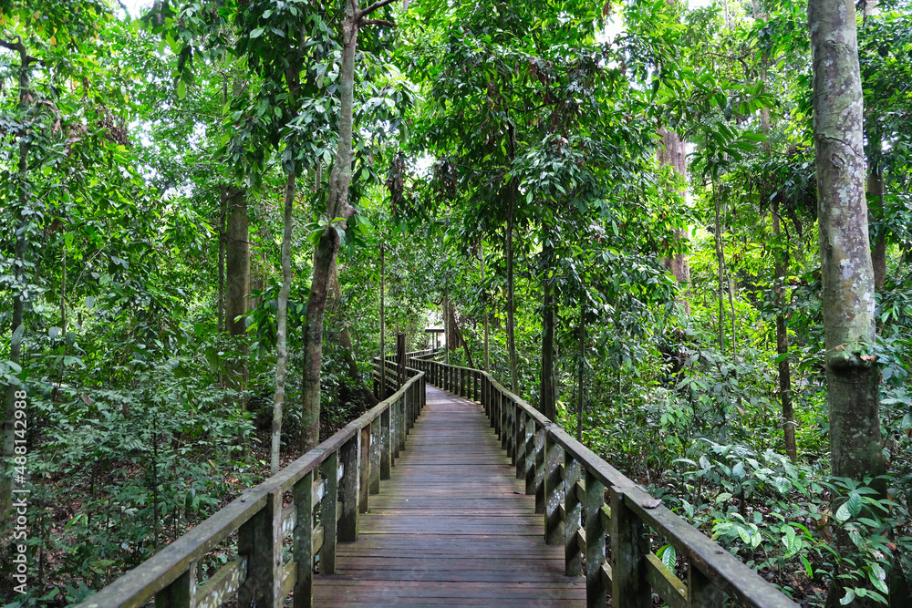 The Sepilok Orang Utan Rehabilitation Centre that located inside the beautiful forest at Sabah. The Sepilok Orang Utan Rehabilitation Centre that located inside the beautiful forest at Sabah.
