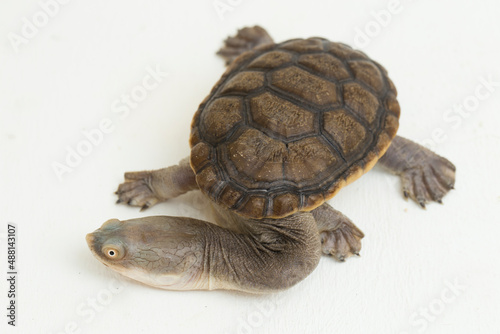 Siebenrock's snake necked turtle isolated on white background
