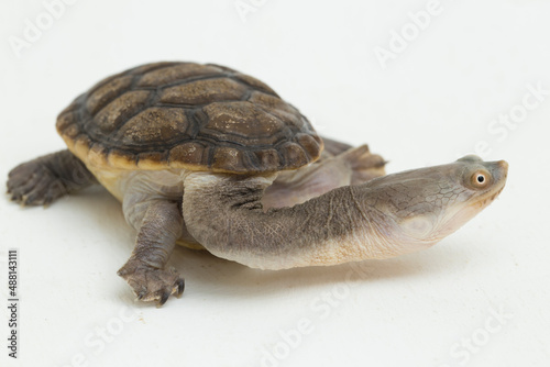 Siebenrock's snake necked turtle isolated on white background 