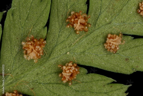 Northern Buckler-Fern (Dryopteris expansa). Indusiate Sori Closeup photo