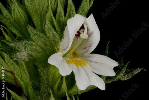 Spring Eyebright (Euphrasia x vernalis). Flower Closeup photo