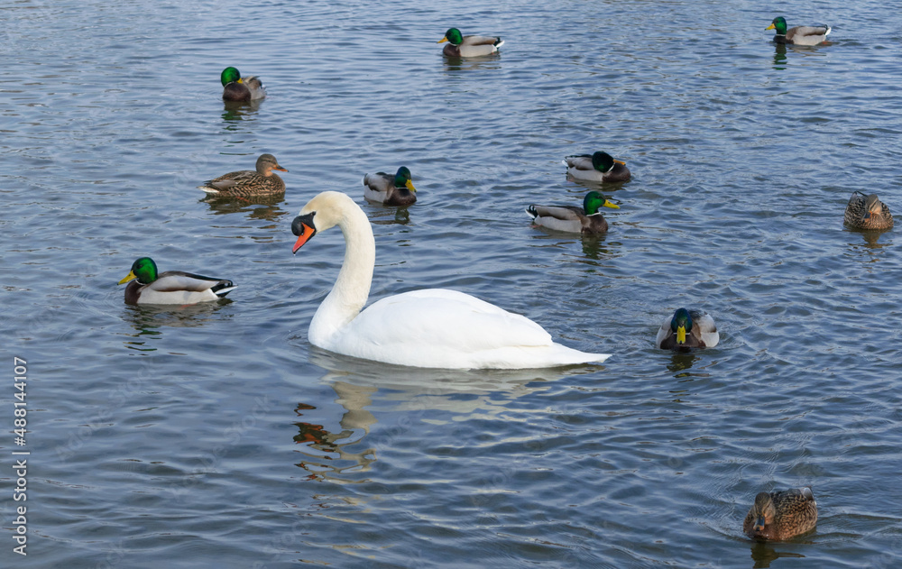 Mute swan and mallards in the water