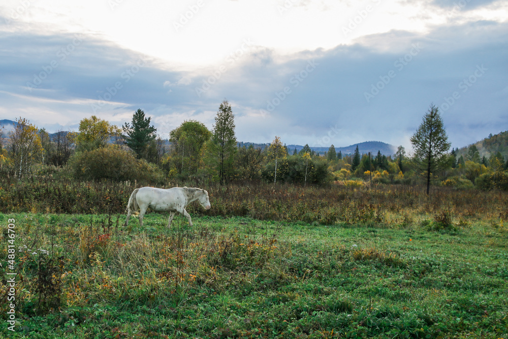 white horse walking on a green field