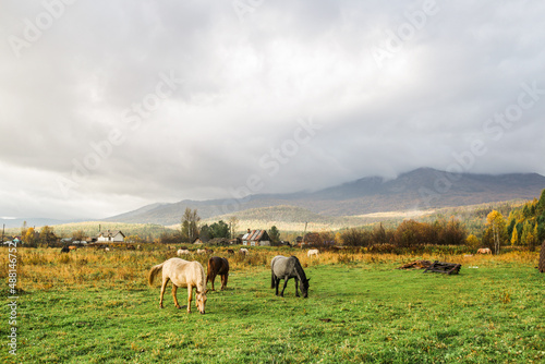 three horses graze on green grass in the fog in autumn