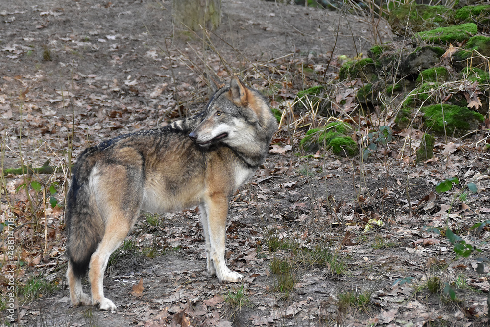 Obraz premium Wolf
