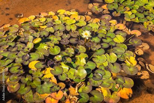 Nymphaea alba, White Waterlily in lake with leaves floating at sunset